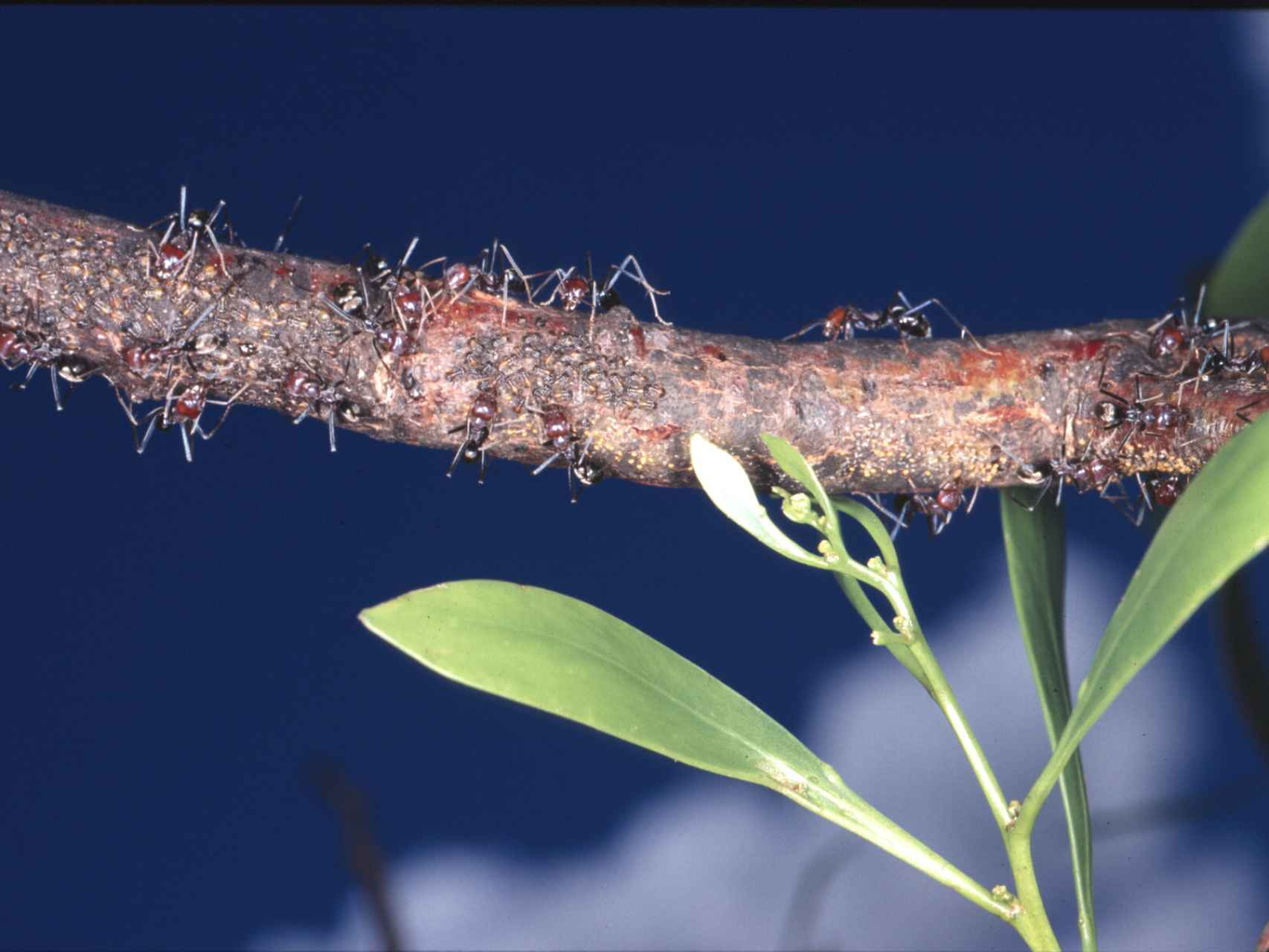 La búsqueda de alimento condiciona las redes de las hormigas.