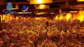 Intervenidas 17.000 plantas de marihuana cultivadas en naves industriales