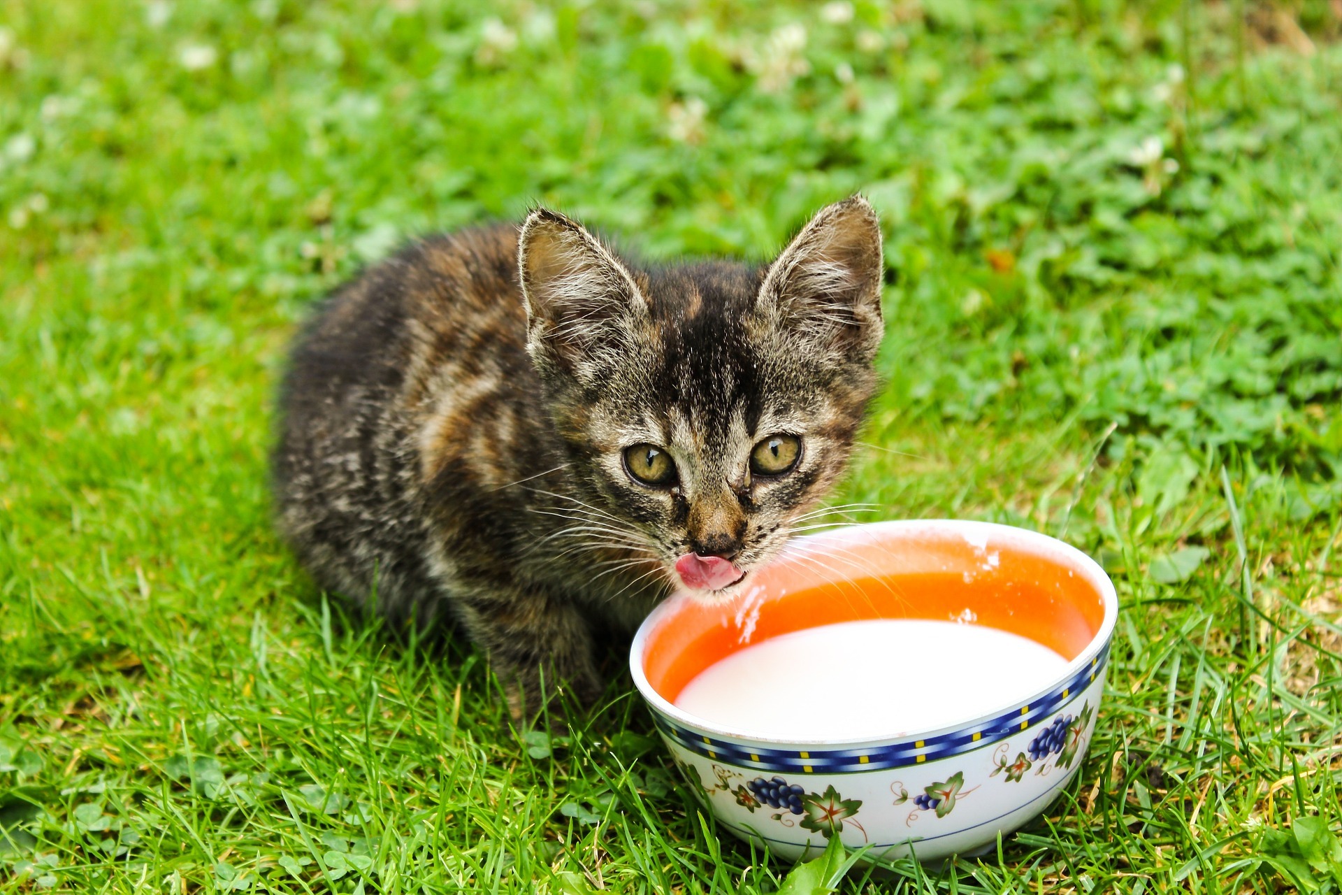 Resultado de imagen para gatos alimentacion prohibida