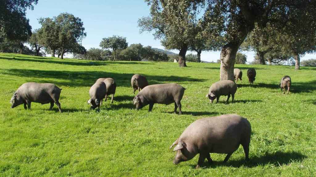 Un puñado de cerdos ibéricos pastando por la dehesa.