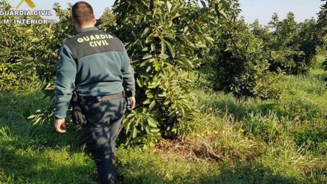 Guardia Civil durante una de las operaciones en un  campo de aguacates.