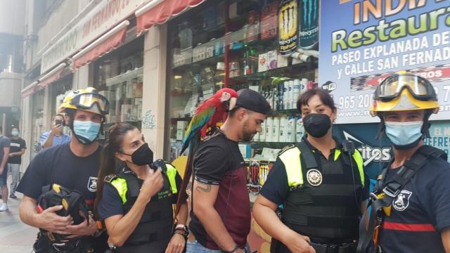 Rescate de película de un loro guacamayo que se había escapado en Alicante